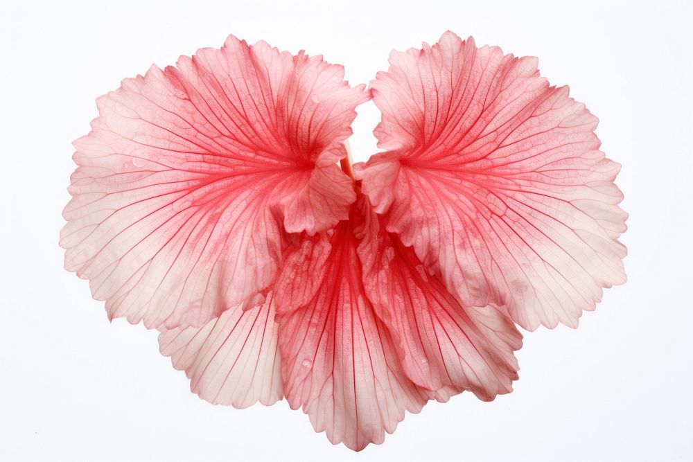 Hibiscus flower petal plant.