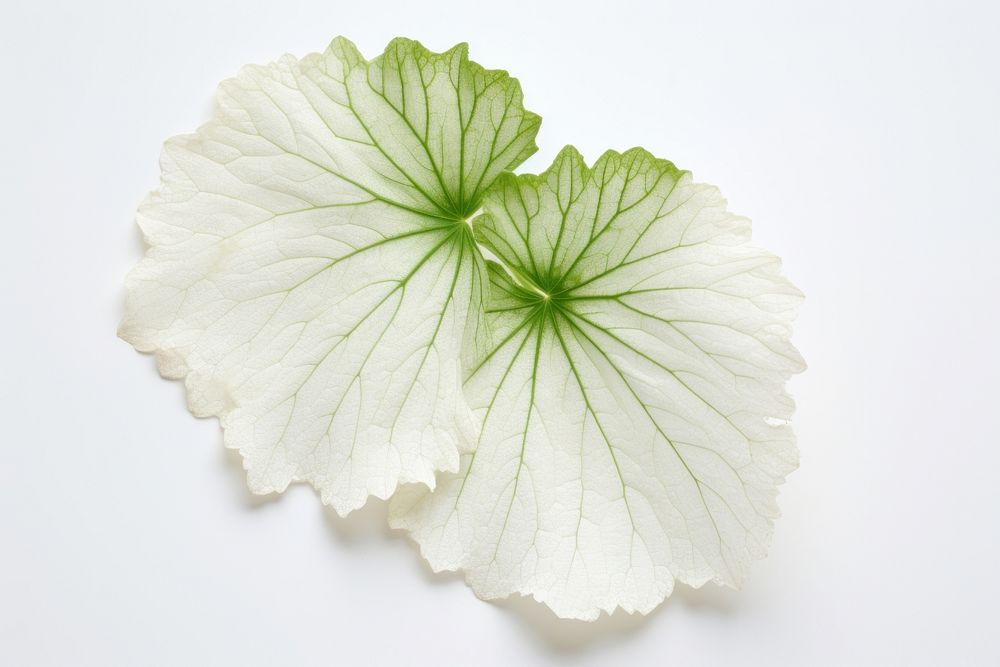Leaf plant petal white background.