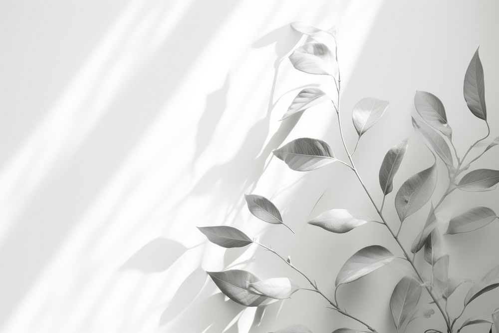 A white wall with green leaves and shadows plant backgrounds monochrome.
