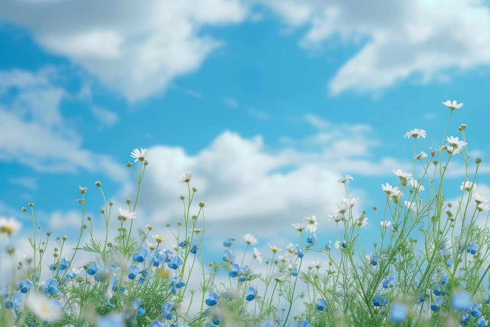 Field meadow flowers chamomile sky outdoors blossom.