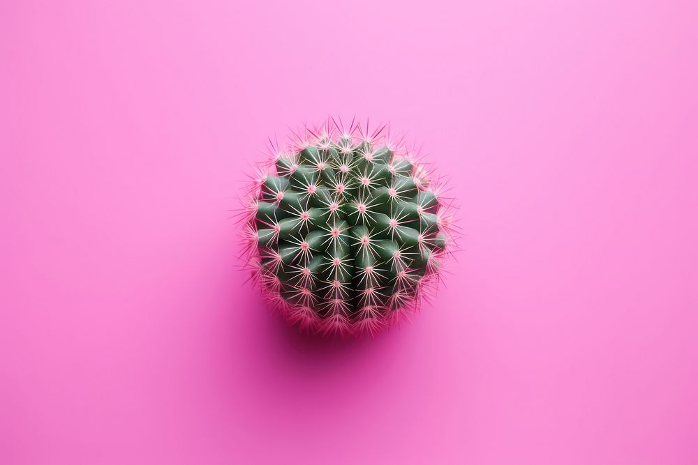Cactus plant pink pattern.