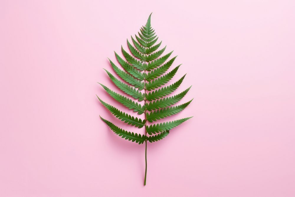 Fresh fern plant leaf pink.