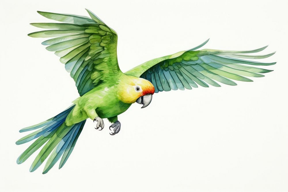 A parrot animal bird wildlife.