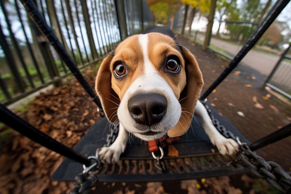 Beagle looking up at camera on playground animal pet outdoors.