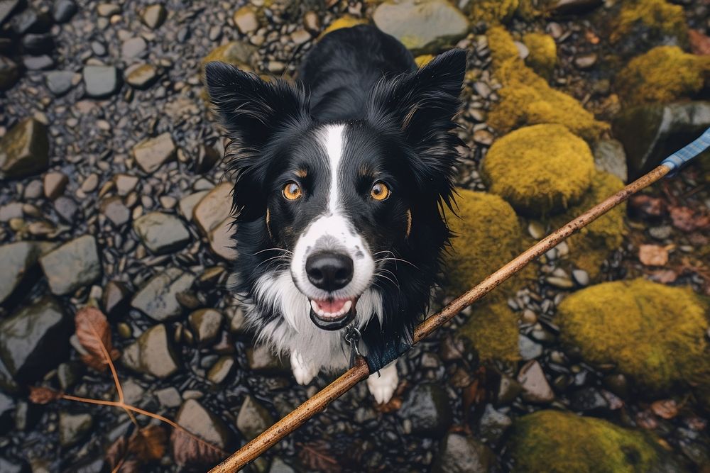 Border collie with stick looking up at camera animal pet outdoors.
