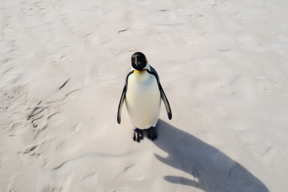Emperor penguin looking up at camera on beach animal bird wildlife.