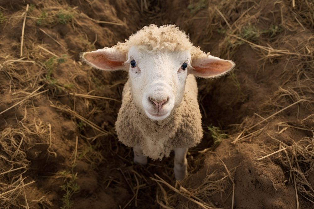 Lamb looking up at camera on field animal livestock mammal.
