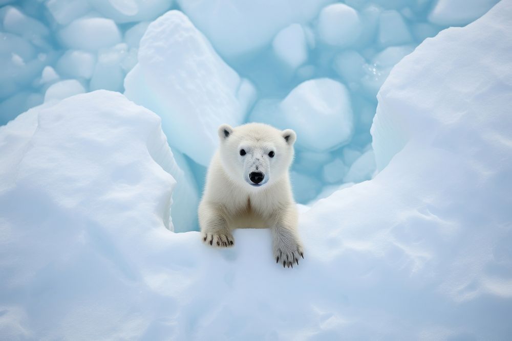 Polar bear looking up at camera on iceberg animal wildlife outdoors.