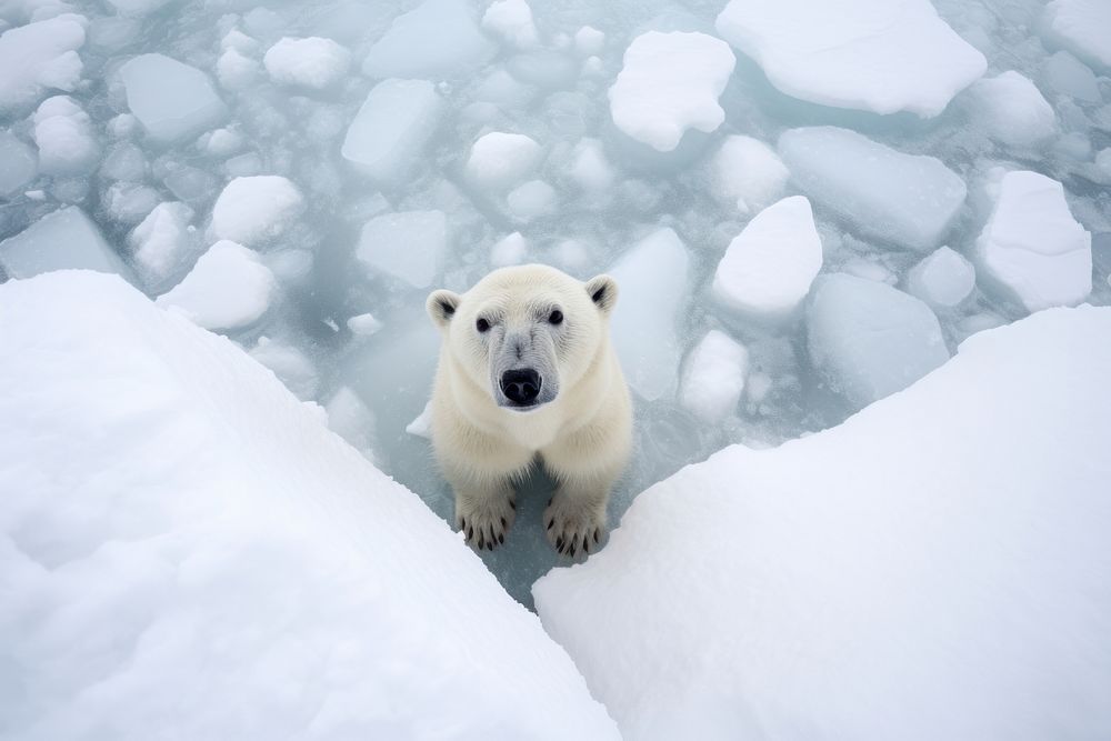 Polar bear looking up at camera on iceberg animal wildlife mammal.