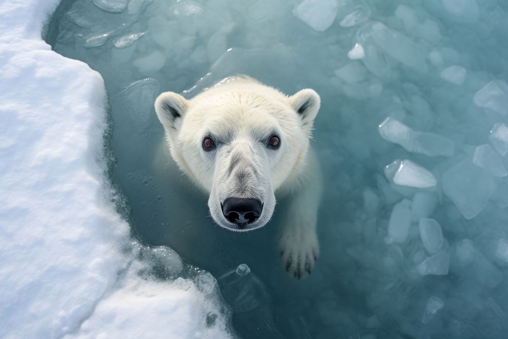 Polar looking up at camera on isolated ice animal wildlife mammal.