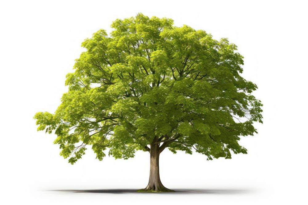 Beech tree plant white background tranquility.
