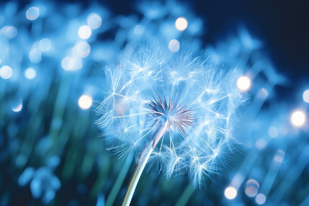 Dandelion with blue neon outdoors nature flower.