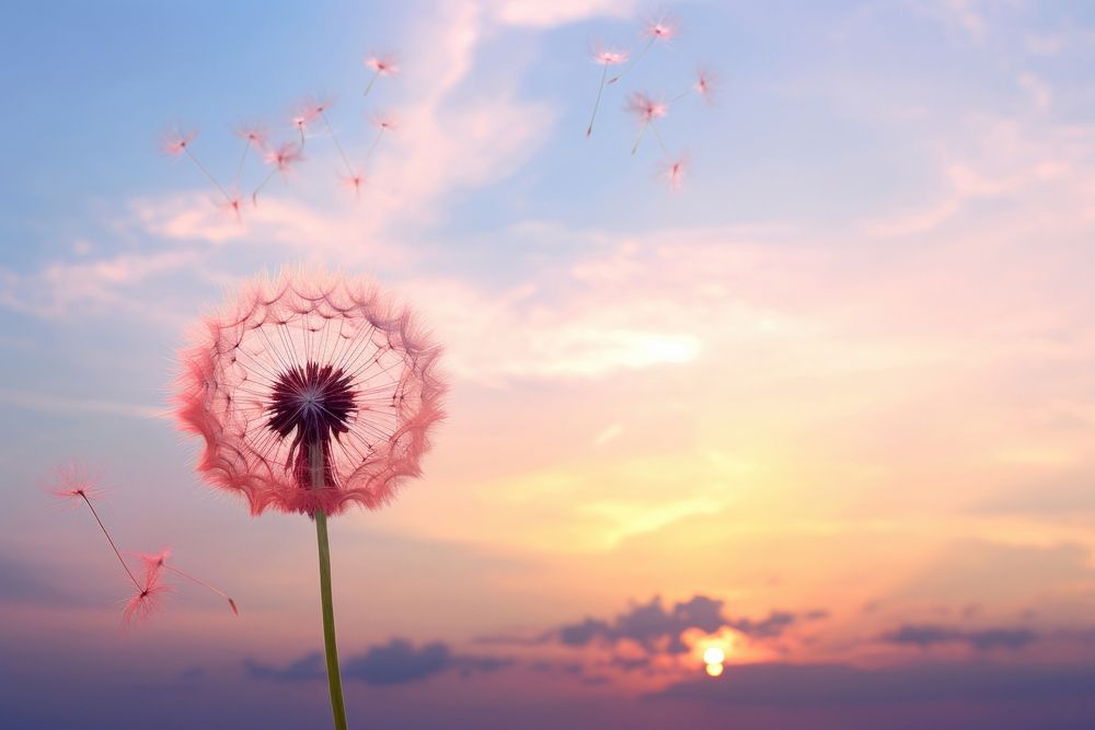 Dandelion with pink sky outdoors nature flower.