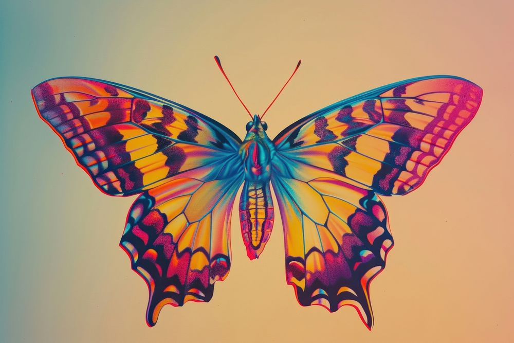 Butterfly butterfly animal insect.