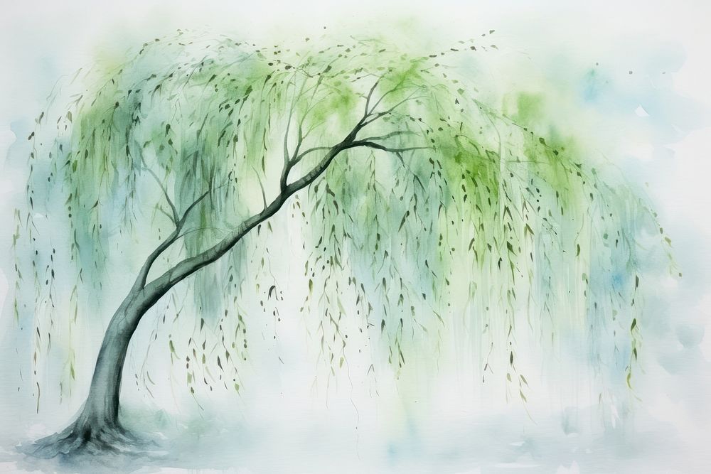 Background willow tree plant tranquility creativity.