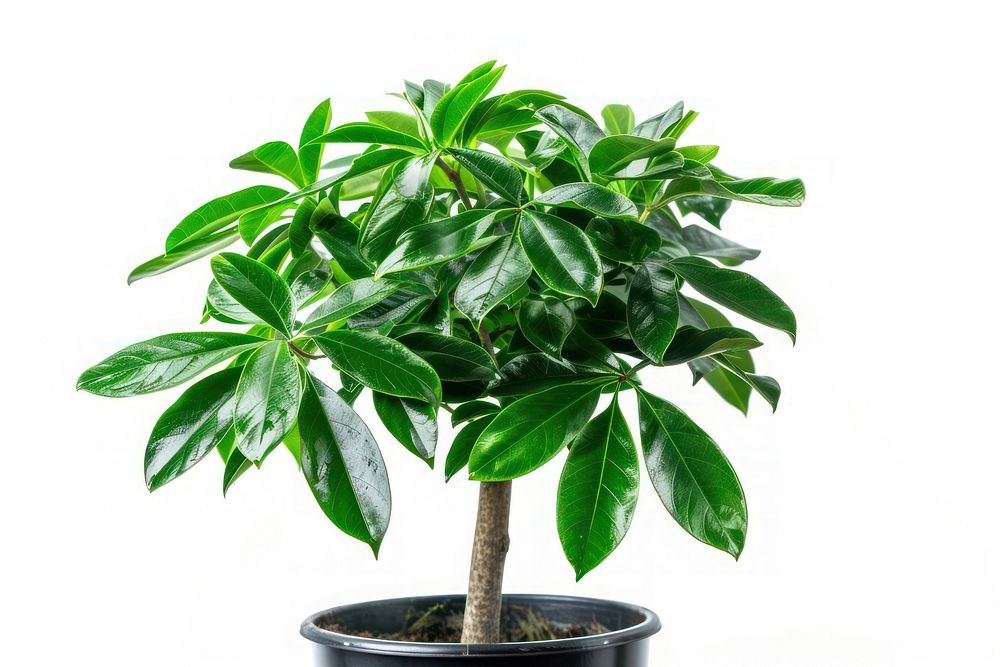 Schefflera plant bonsai leaf.