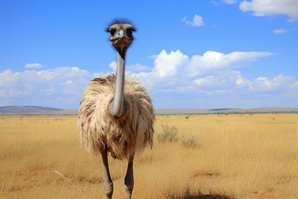 Ostrich ostrich outdoors animal.