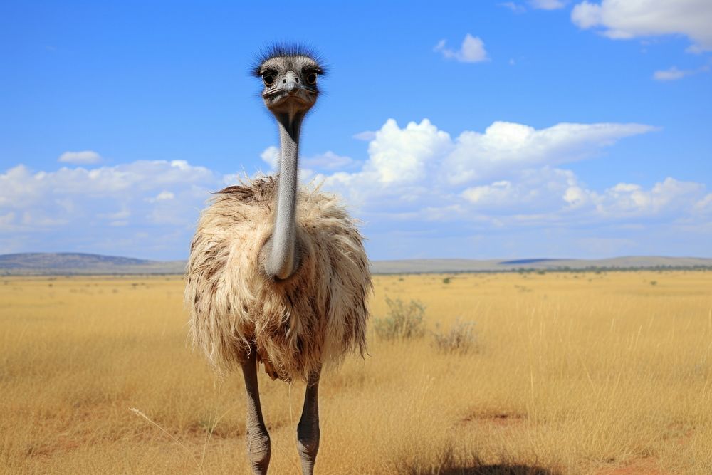 Ostrich ostrich outdoors animal. | Free Photo - rawpixel