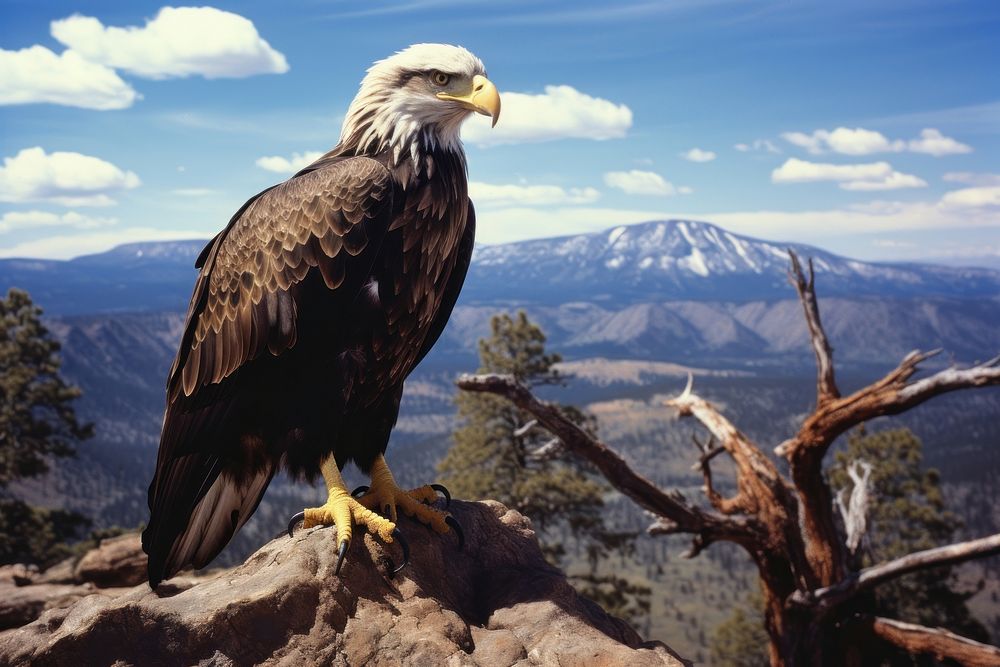 Eagle wilderness mountain outdoors.
