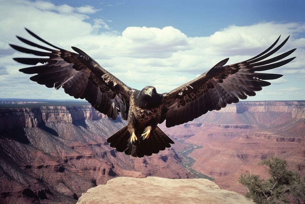 Eagle mountain outdoors vulture.