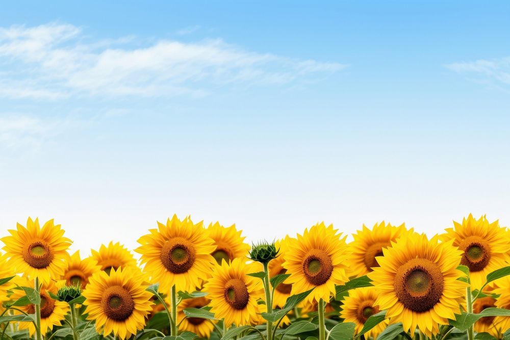 Sunflowers field backgrounds outdoors nature.