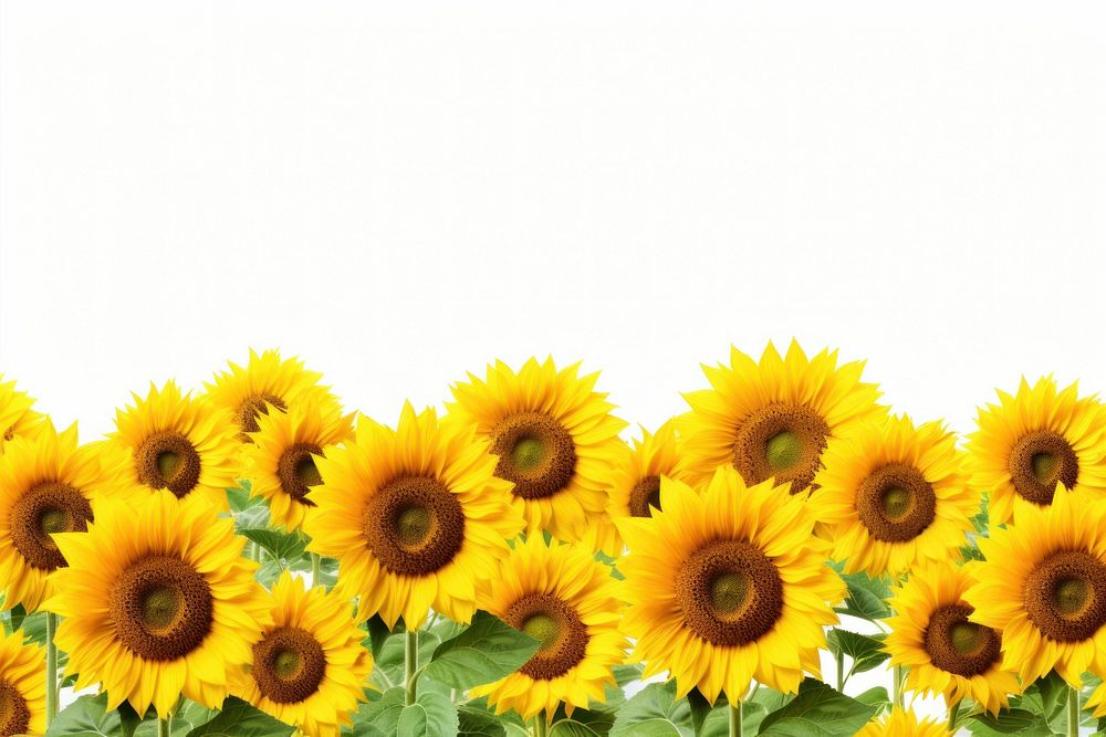 Sunflowers field backgrounds plant inflorescence.