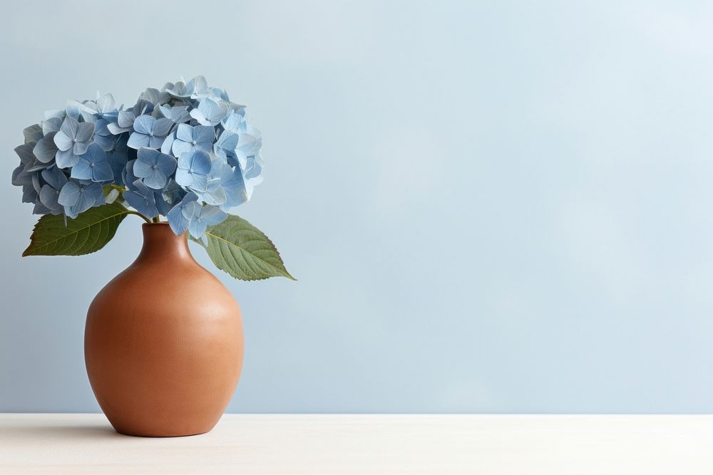 Terracotta vase hydrangea flower plant.