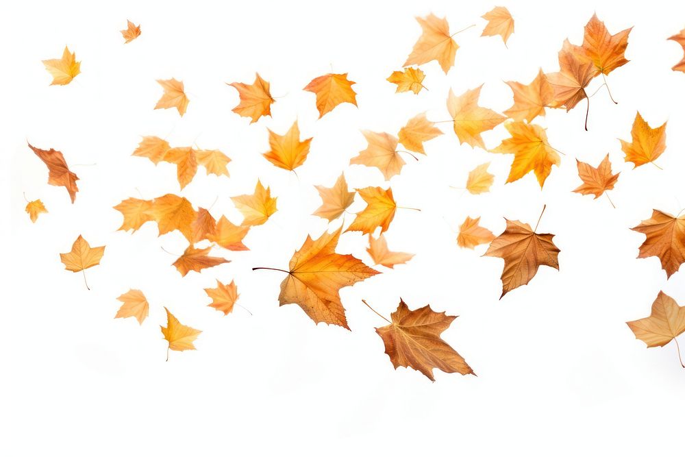 Falling flying dry autumn leaves backgrounds plant maple.