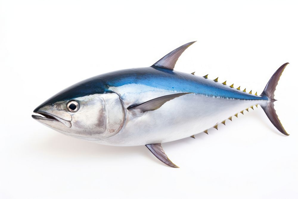 Tuna fish animal white background seafood.