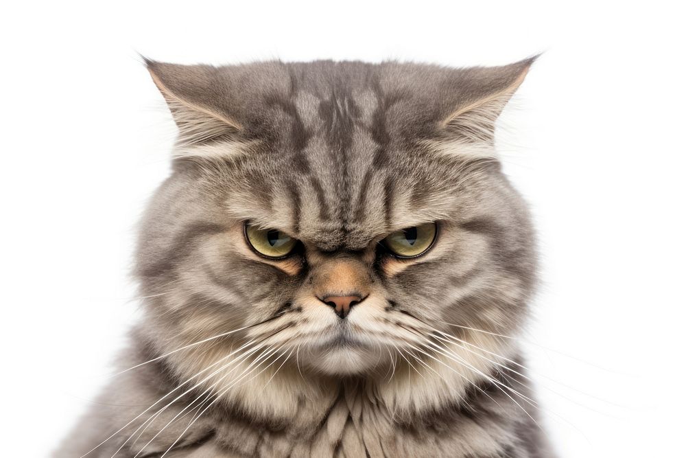 Grumpiness gray tabby cat portrait mammal animal.