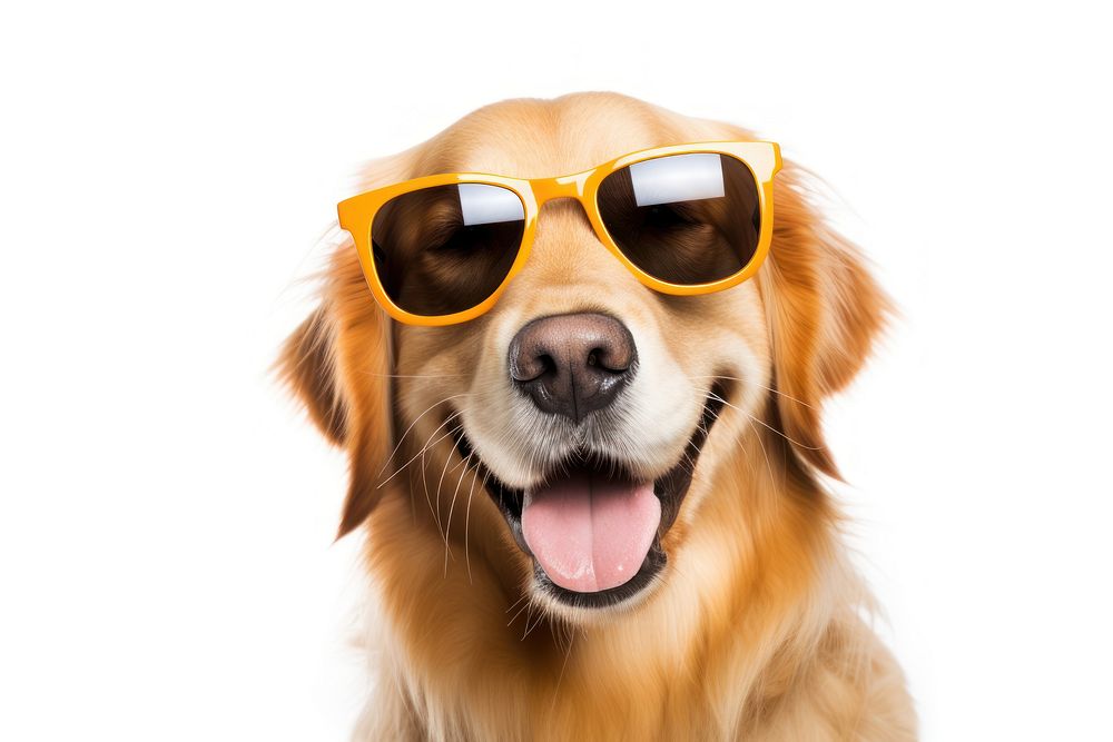 Happy dog whit sunglasses portrait mammal animal.