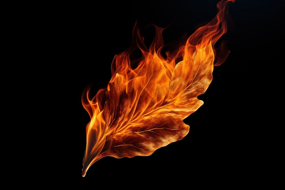 PNG Leaf fire flame black background.