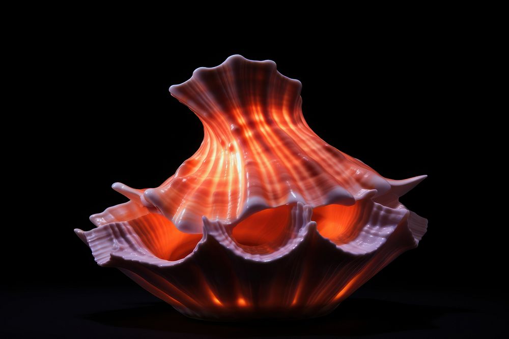 Shell conch fire black background.