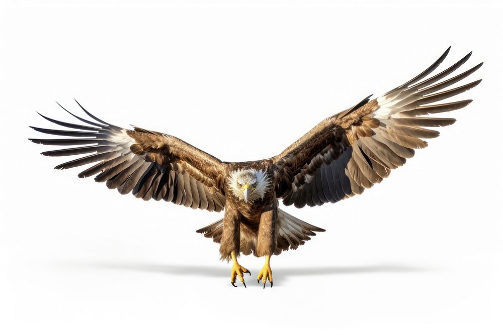 Eagle flying vulture animal bird.