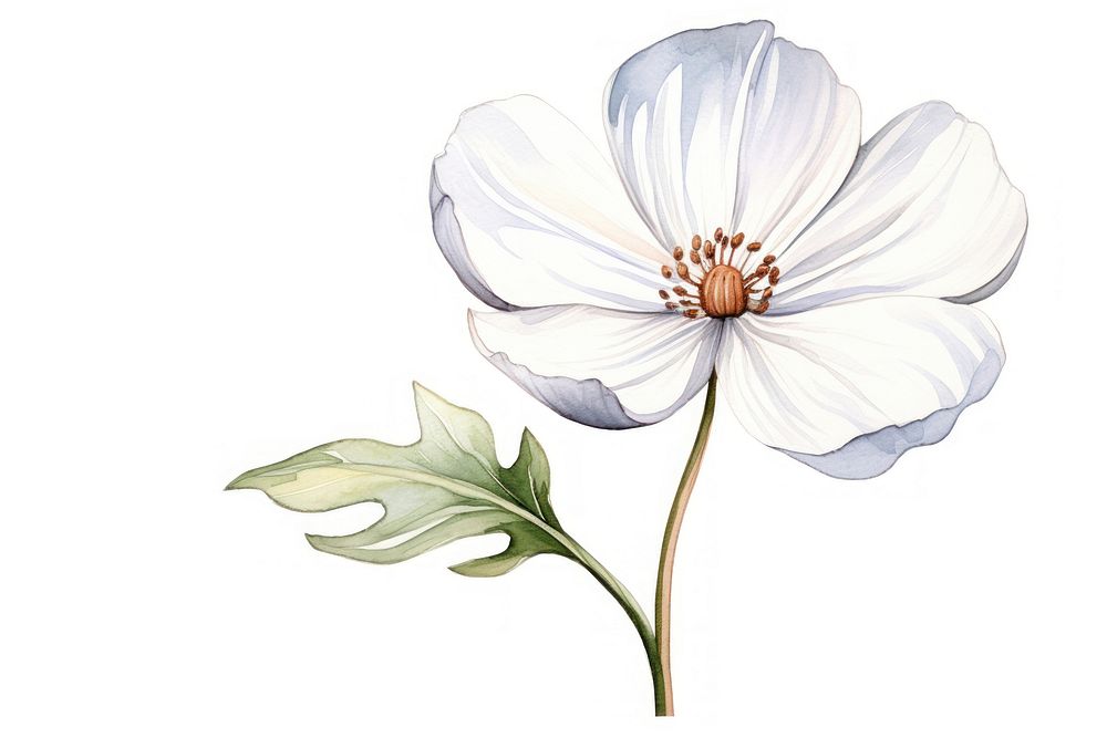 White flower blossom sketch petal.