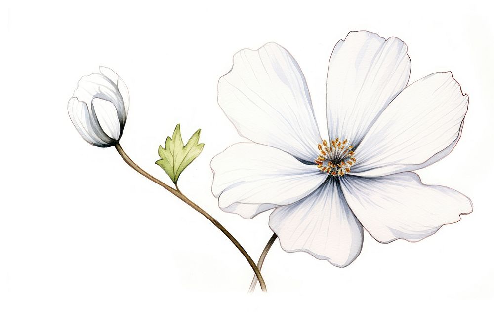 White flower sketch blossom drawing.