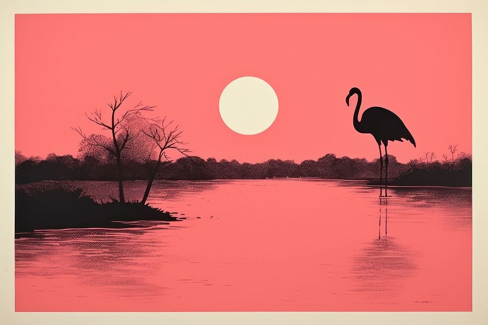 Flamingo flamingo outdoors nature.