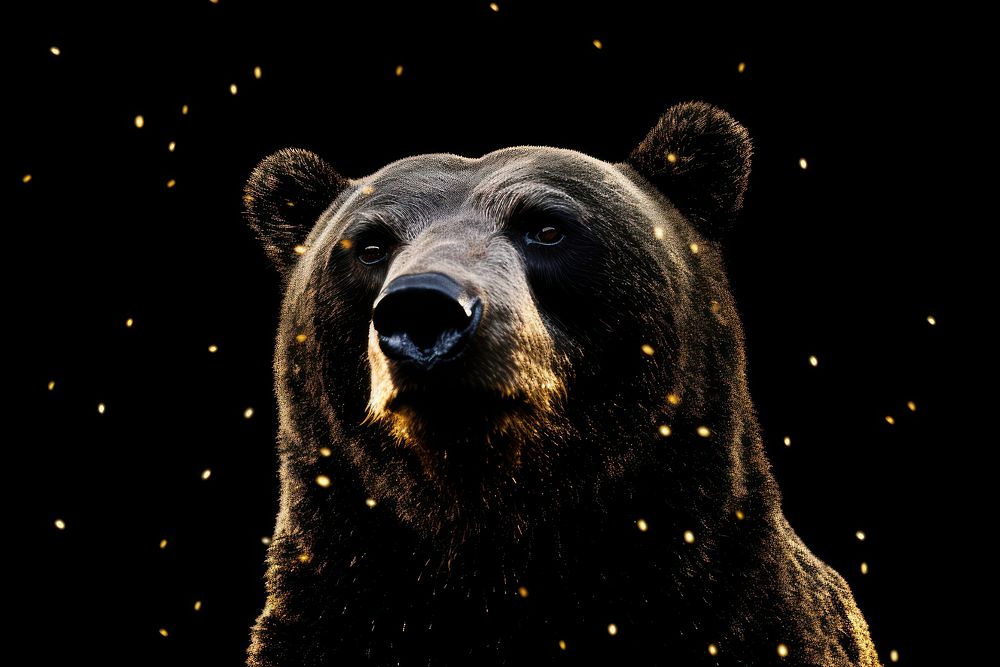 Bear sparkle light glitter wildlife animal mammal.