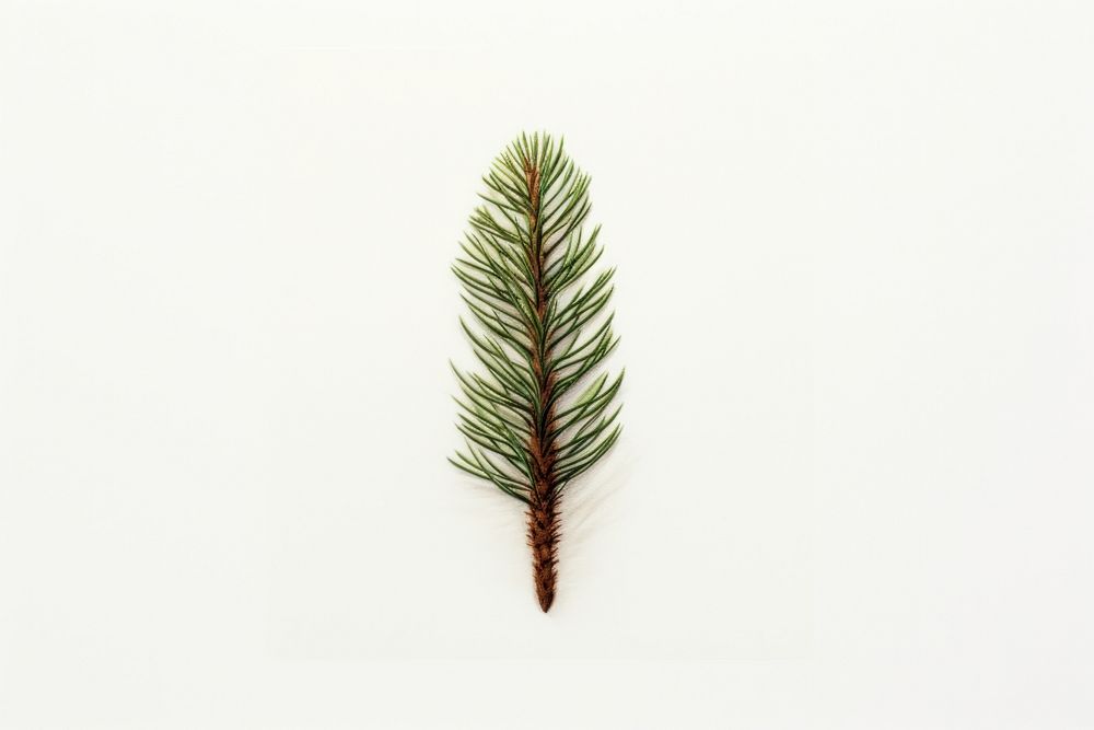 Pine spruce plant tree.