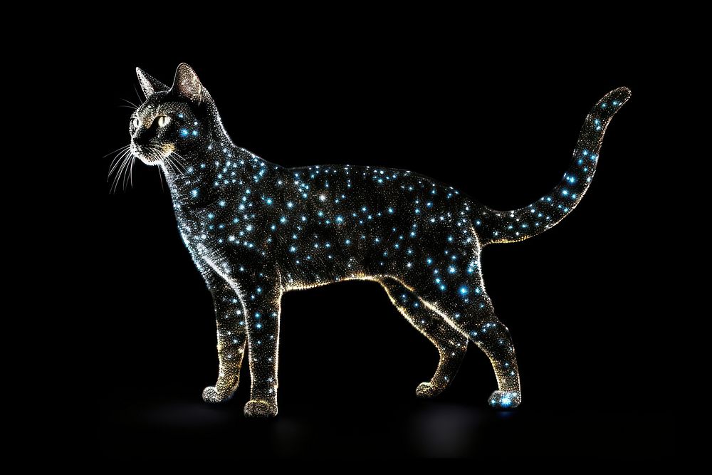 Cat sparkle light glitter animal mammal black.