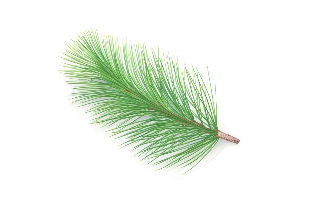 Pine plant tree pine.