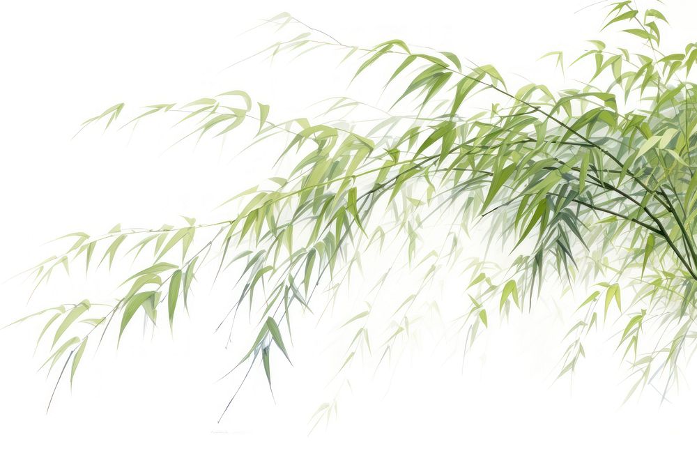 Bamboo backgrounds plant tree.