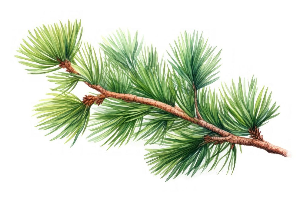 Pine pine plant tree.