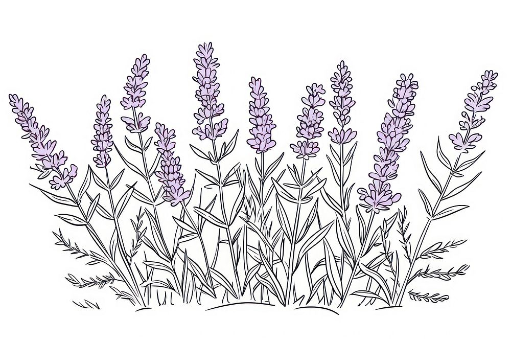 Lavender sketch drawing flower.