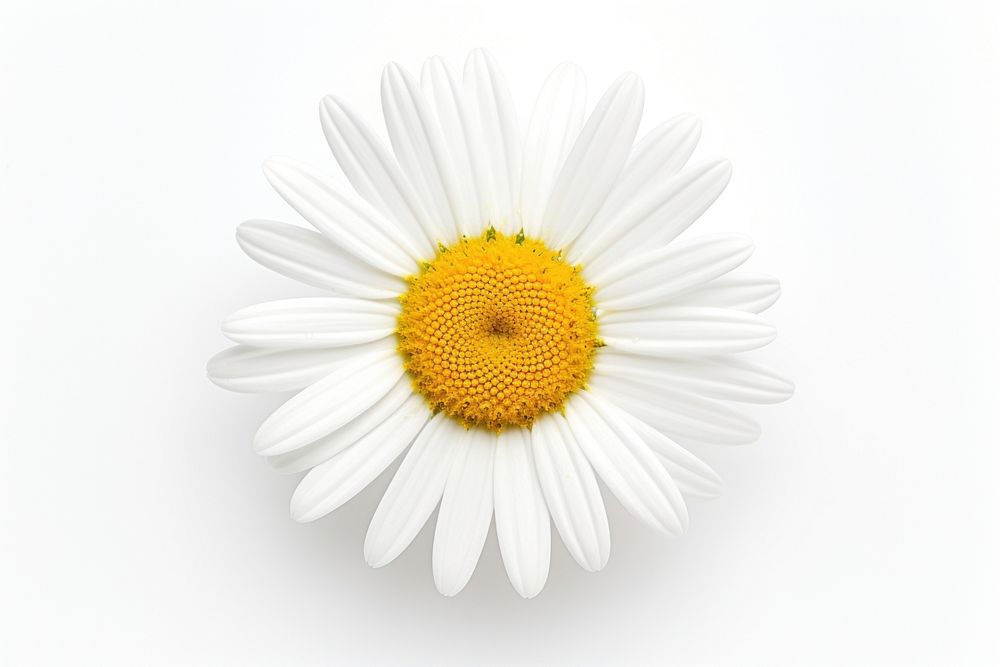 Daisy flower petal plant white.