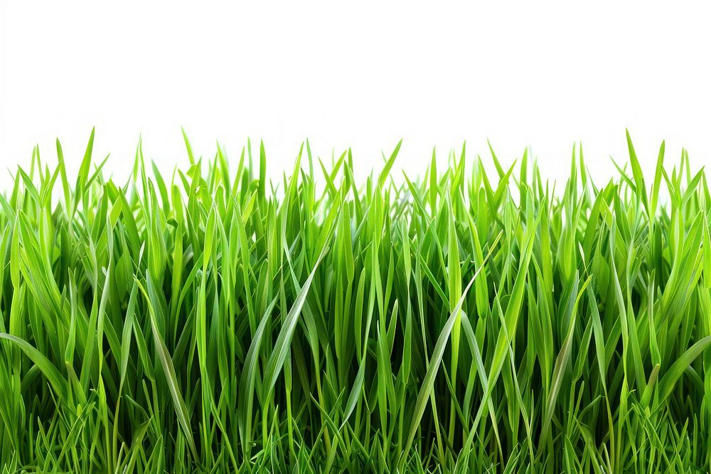 Green grass backgrounds plant lawn.