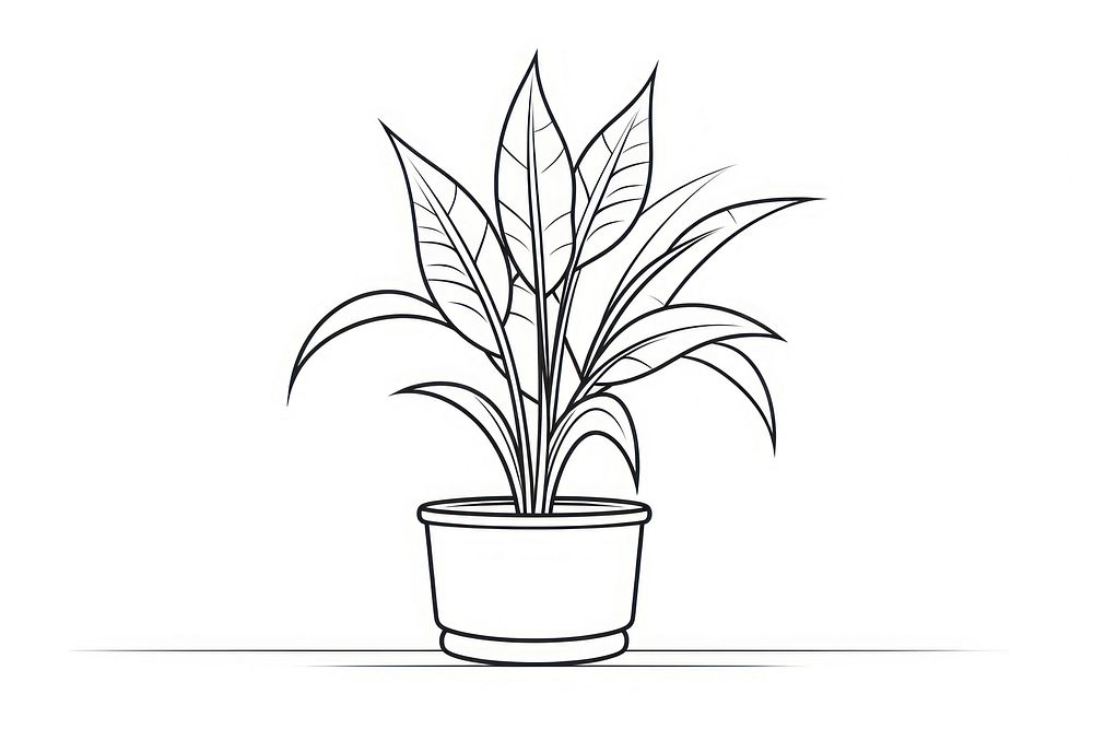 Plant sketch drawing line.