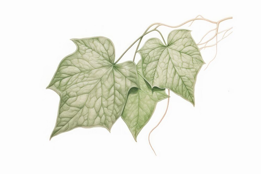 Ivy drawing sketch plant.