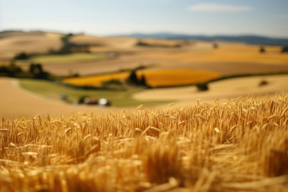 Wheat field agriculture landscape outdoors.