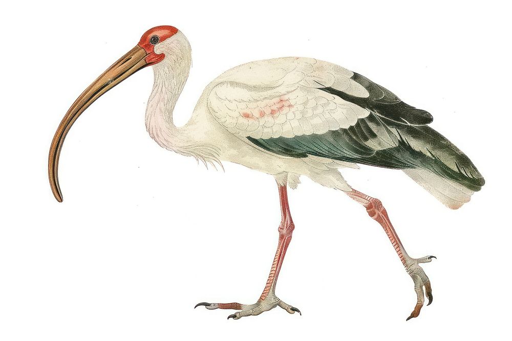 White ibis animal stork bird.